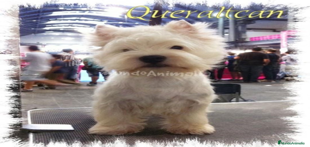 Imagen de galería {{count}}