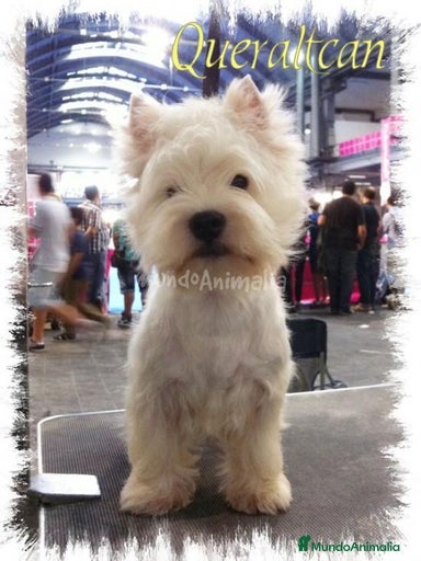 Imagen de galería {{count}}