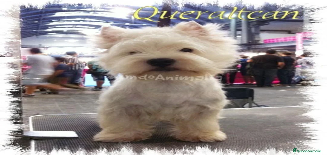 Imagen de galería {{count}}