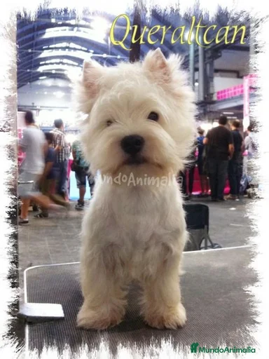 Imagen de galería {{count}}