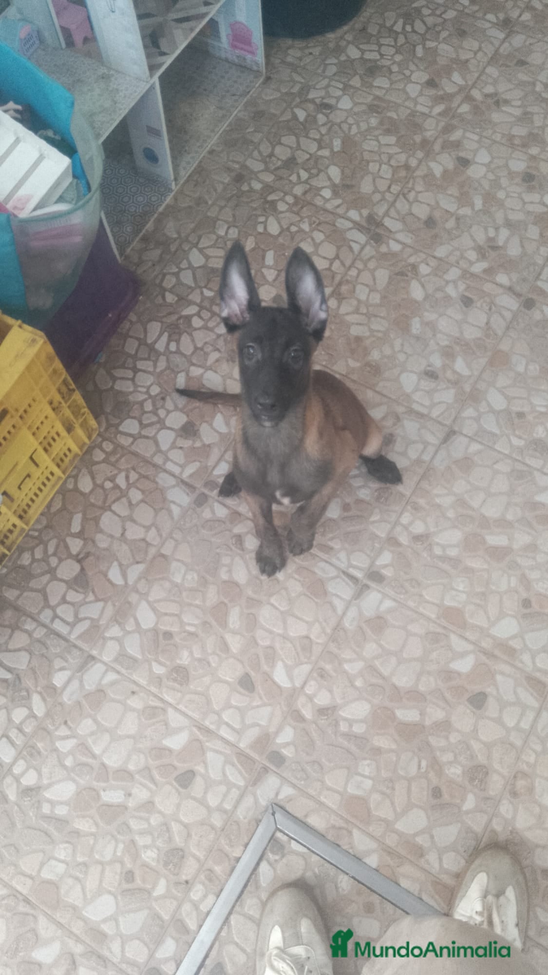 Pastor Belga Malinois perros Cachorros de Pastor belga Malinois 🐶🐾 - Anuncio 1