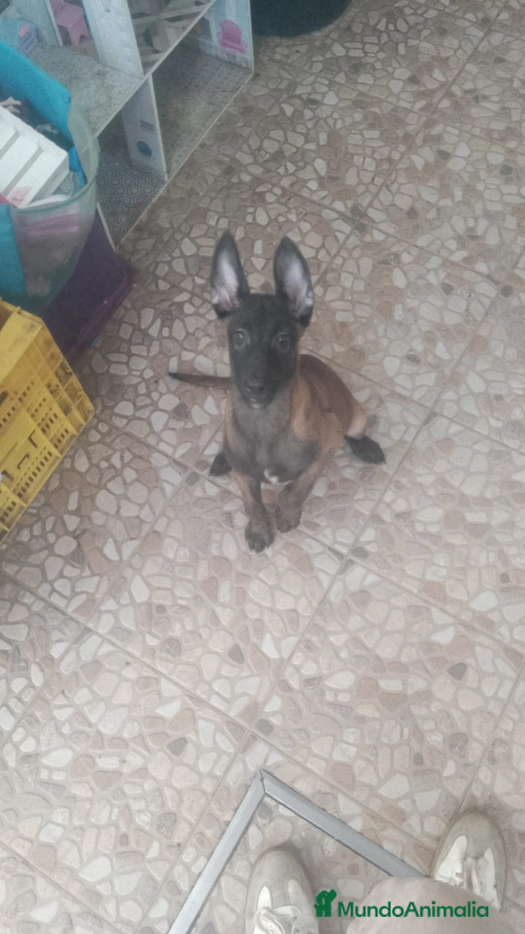 Pastor Belga Malinois perros en venta: Cachorros de Pastor belga Malinois 🐶🐾 en Sevilla - Anuncio 1