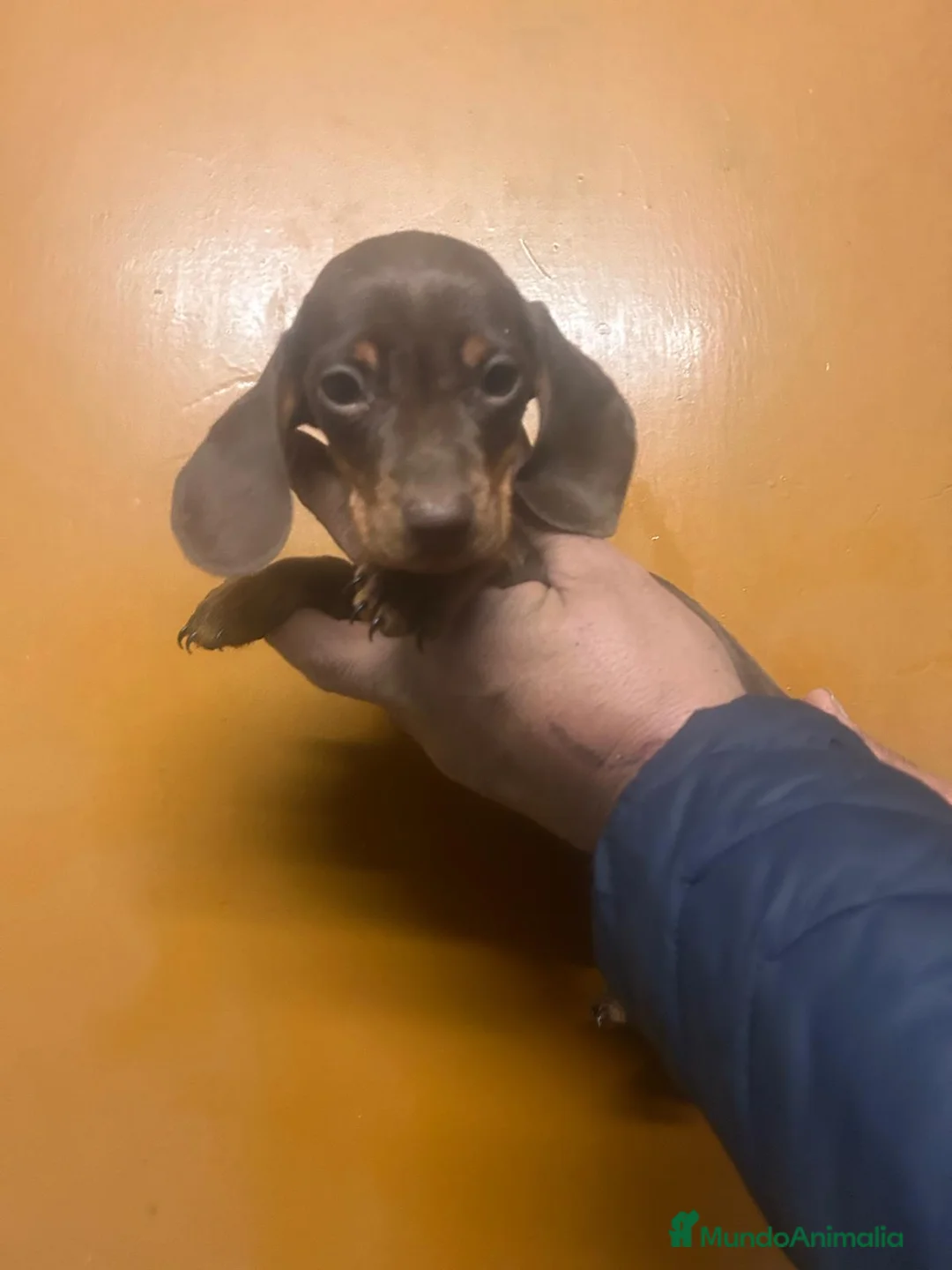 Teckel Miniatura perros en venta: Teckel kanichen  - Anuncio 2