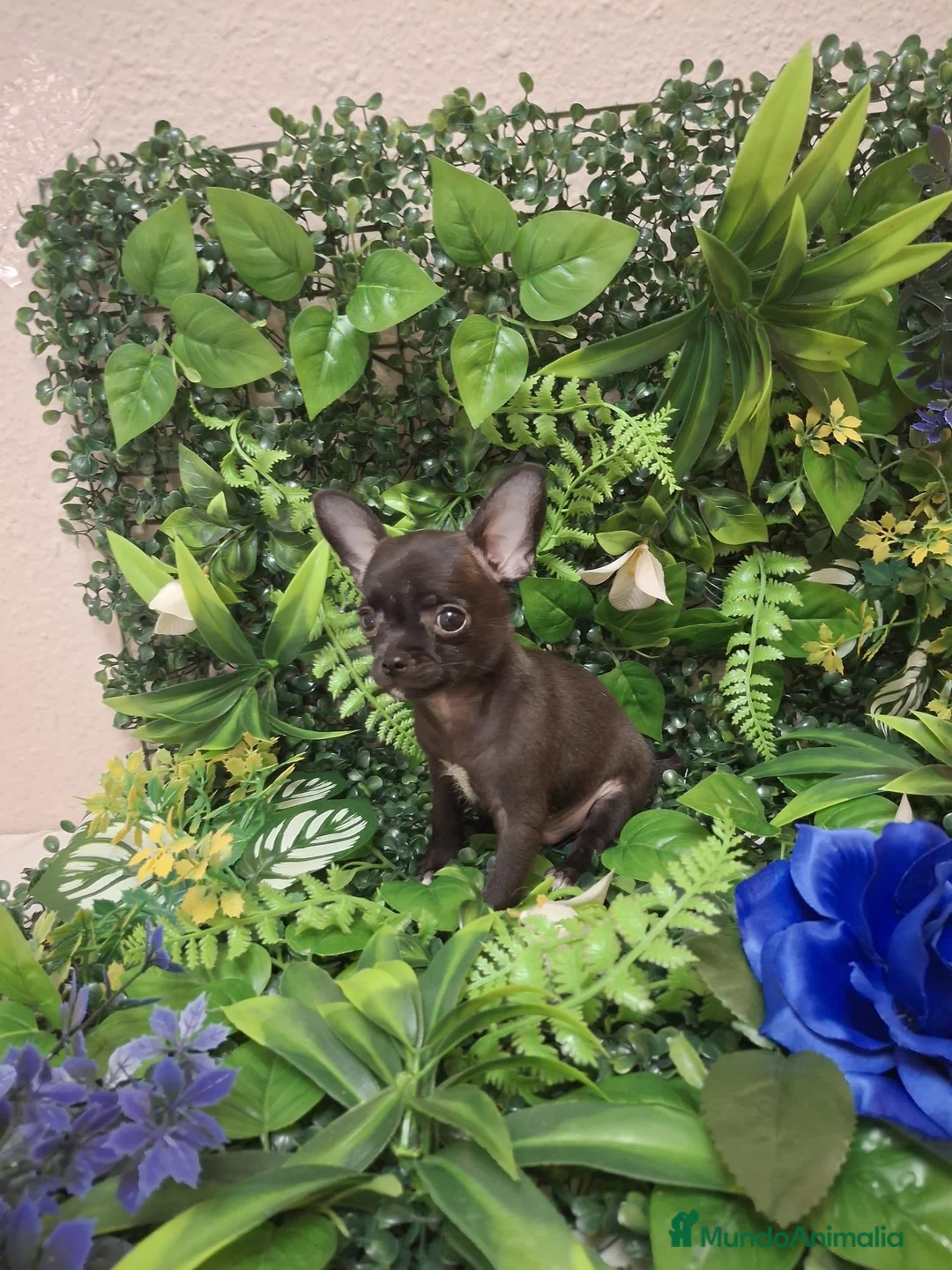 Chihuahua perros en venta: Cachorros chihuahua  - Anuncio 2