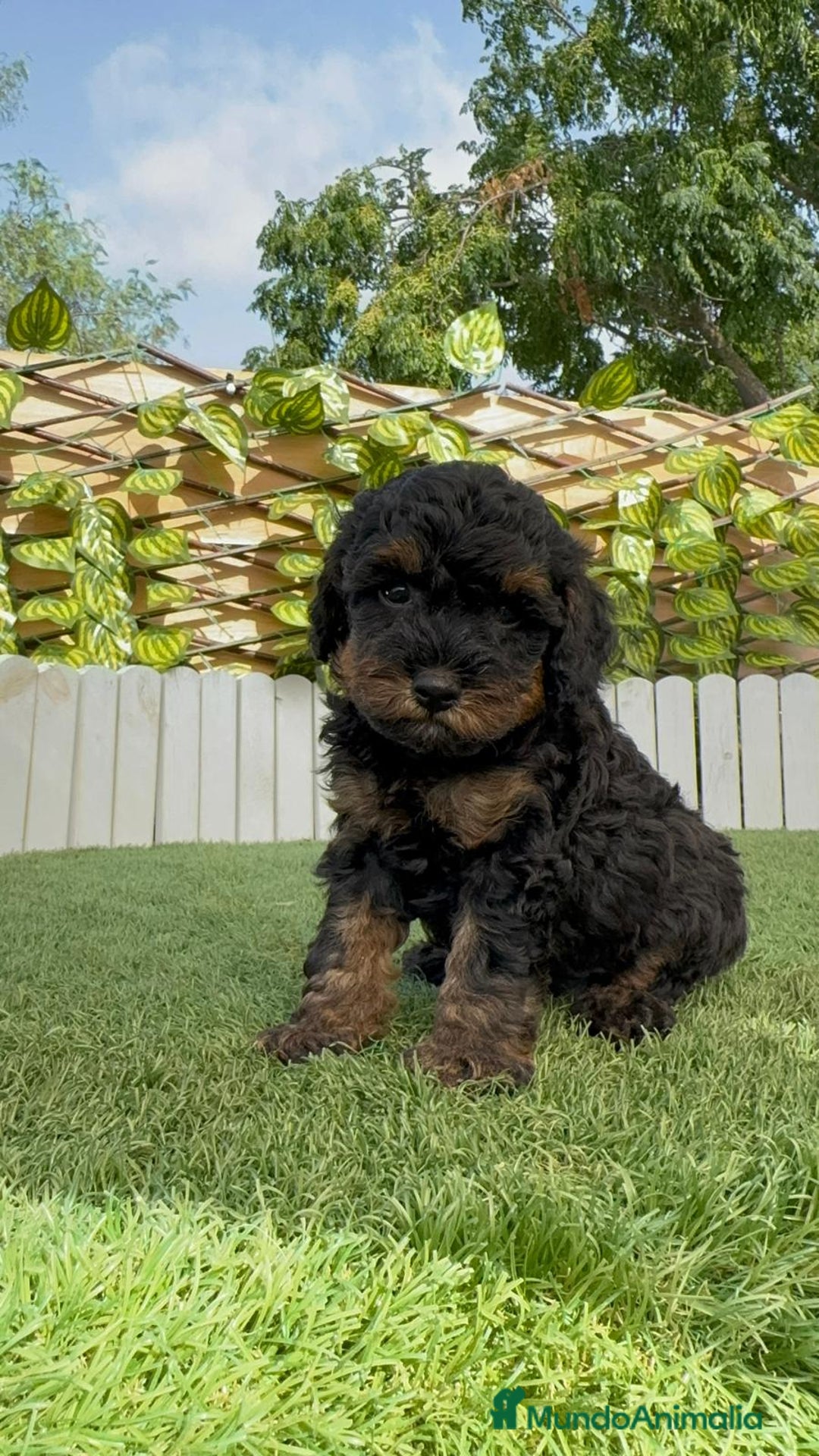 Caniche Toy perros en venta: CANICHE TOY HEMBRA - Imagen 6