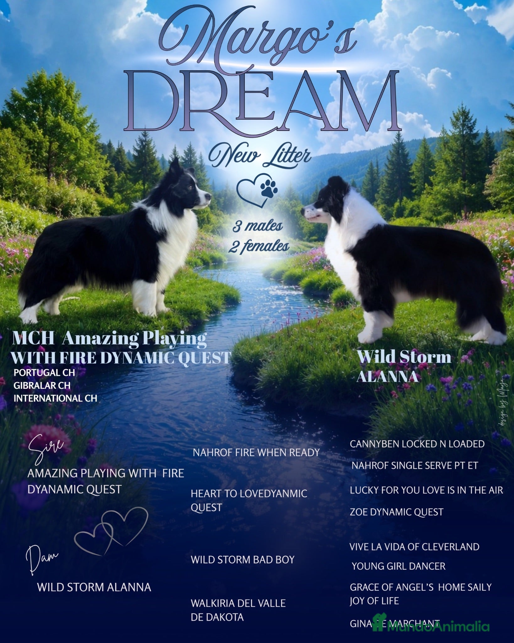 Border Collie perros Camada de Border Collie - Anuncio 1