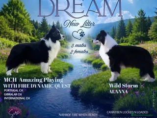 Border Collie perros Camada de Border Collie - Anuncio 1