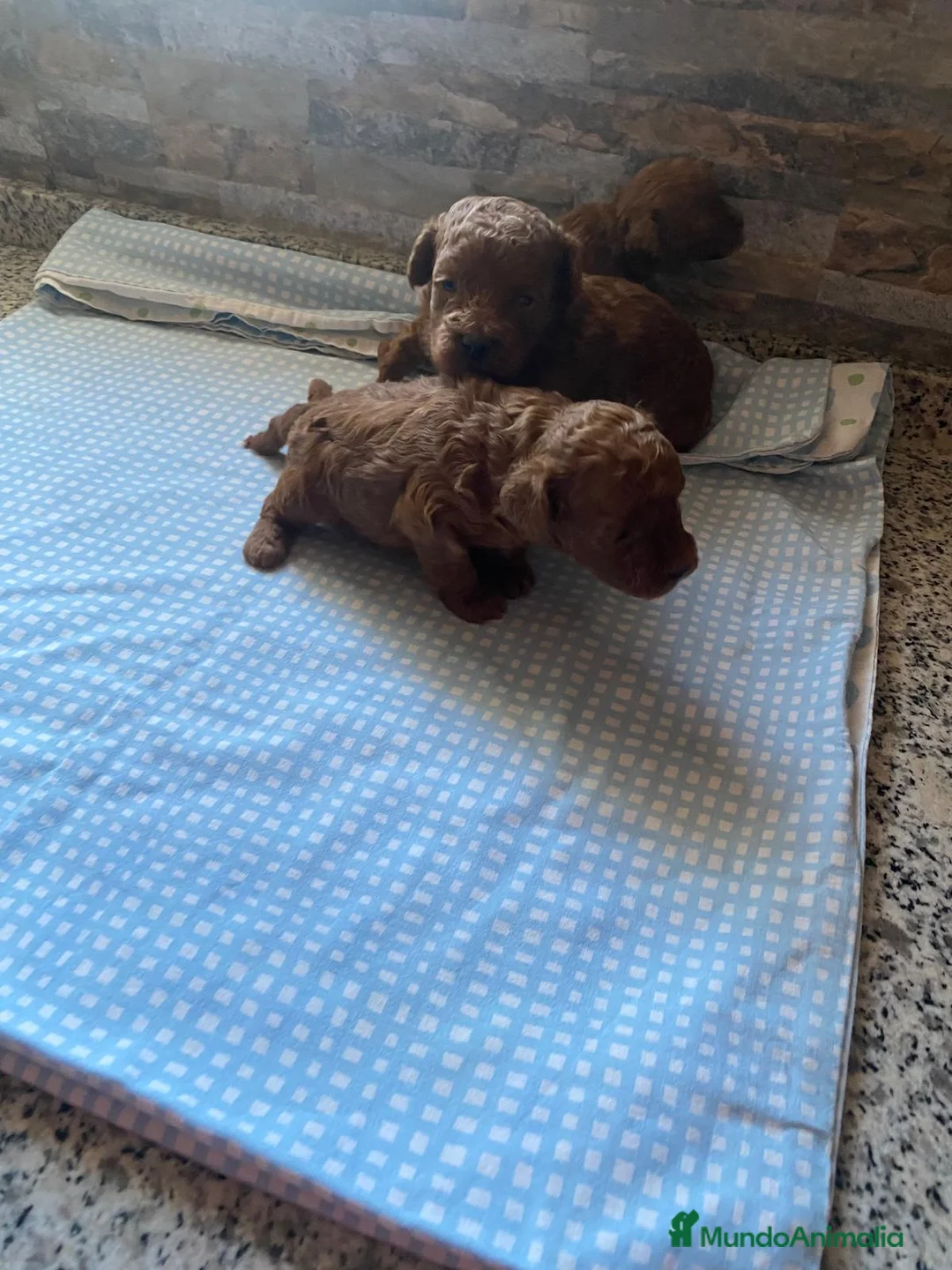 Caniche Toy perros en venta: Machos de caniche toy  - Anuncio 2