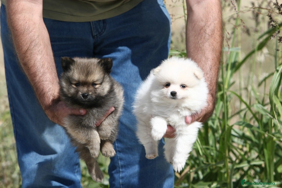 Pomerania perros Camada excelente de pomeranias - Anuncio 17