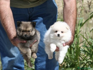 Pomerania perros Camada excelente de pomeranias - Anuncio 2