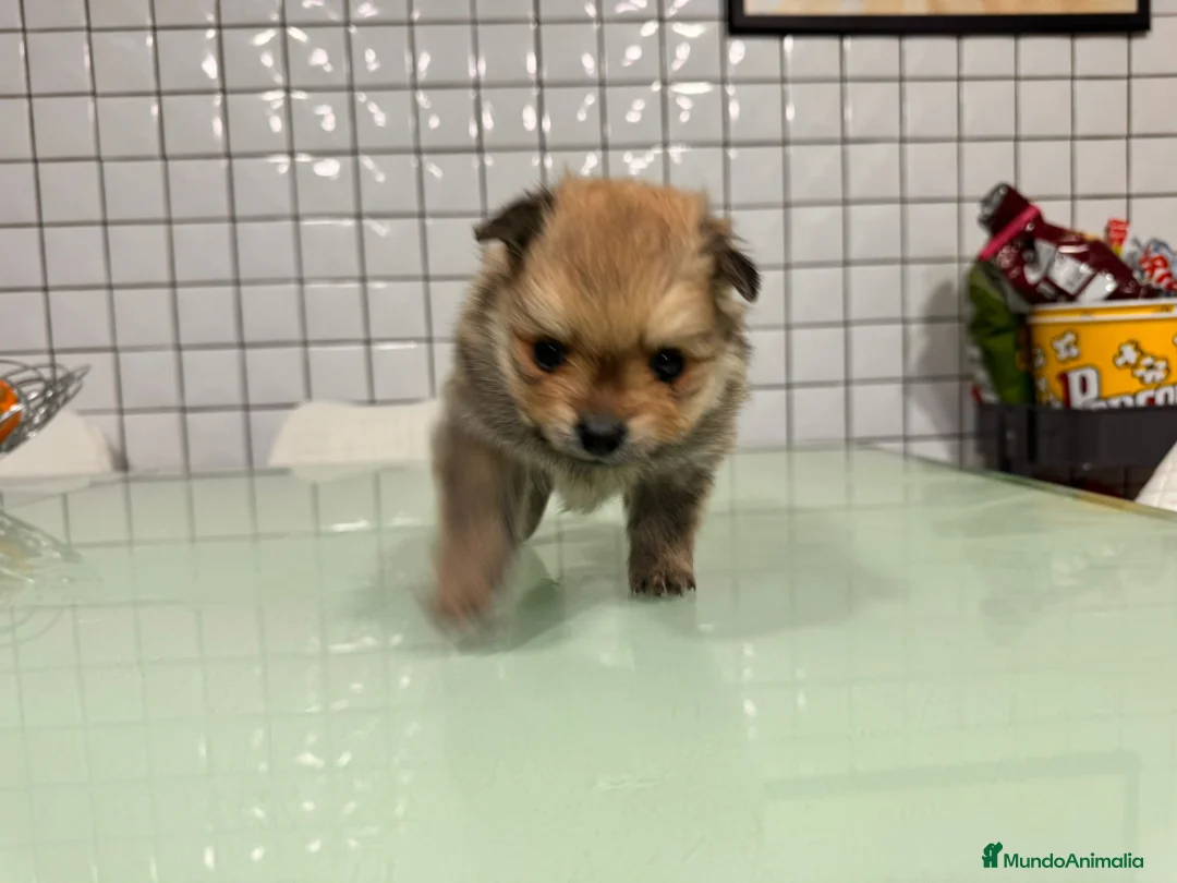 Pomerania perros en venta: Pomeranias toy desde 650€ varios colores  - Anuncio 11