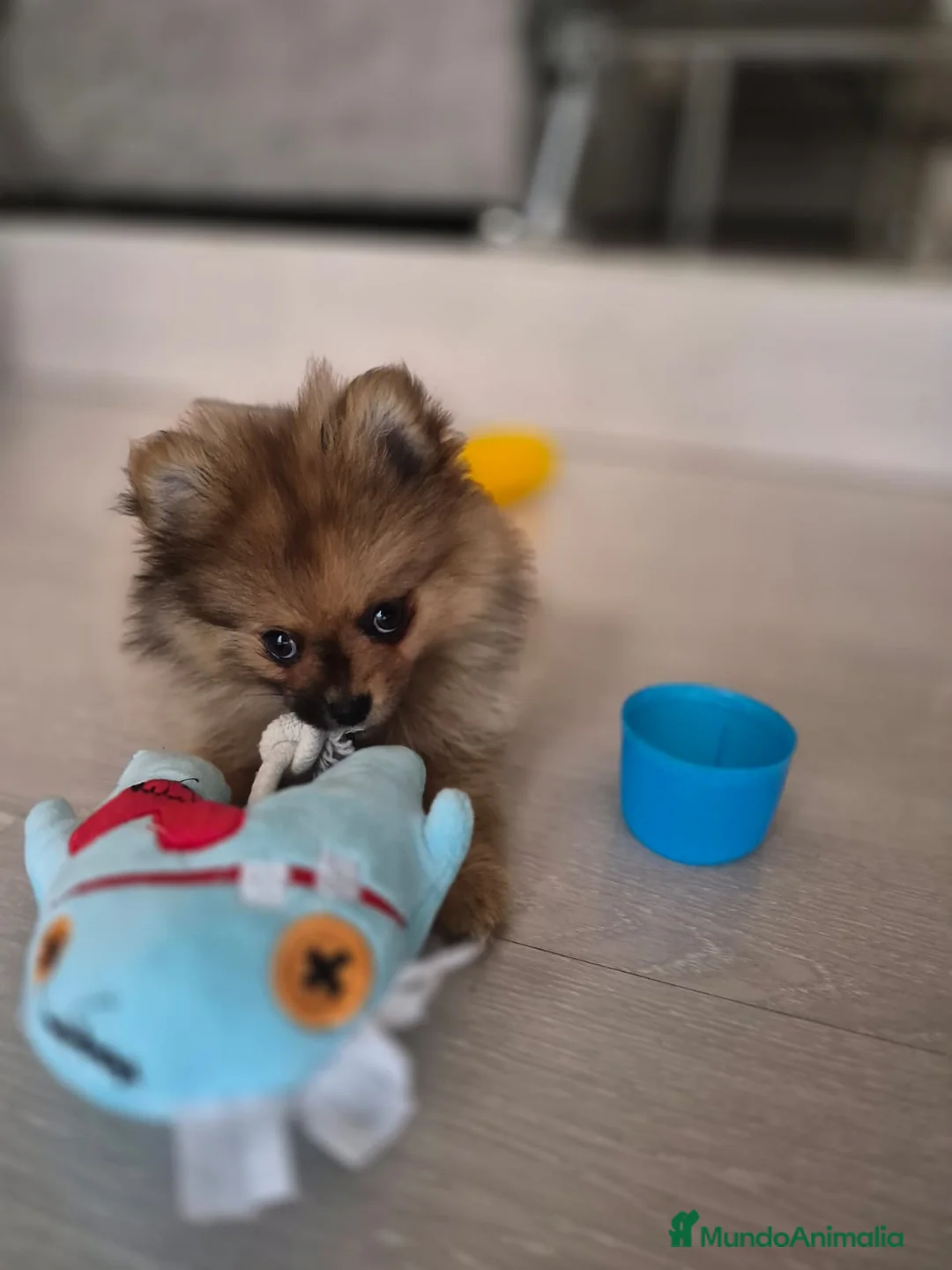 Pomerania perros en venta: Pomerania mini  - Anuncio 2