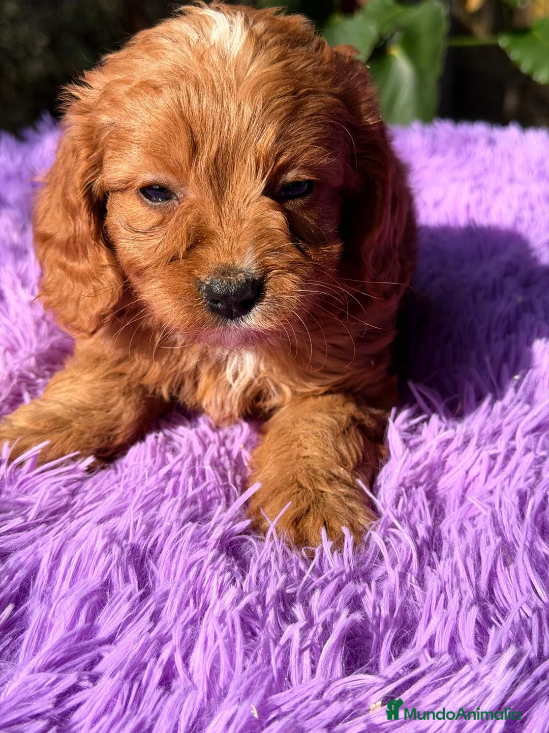 Cavapoo perros en venta: CAMADA CAVAPOO ROJO CALIDAD - Anuncio 4