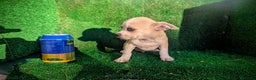 Chihuahua perros en venta: Chihuahua  - Anuncio 10