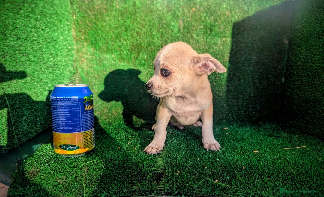 Chihuahua perros en venta: Chihuahua  - Anuncio 10