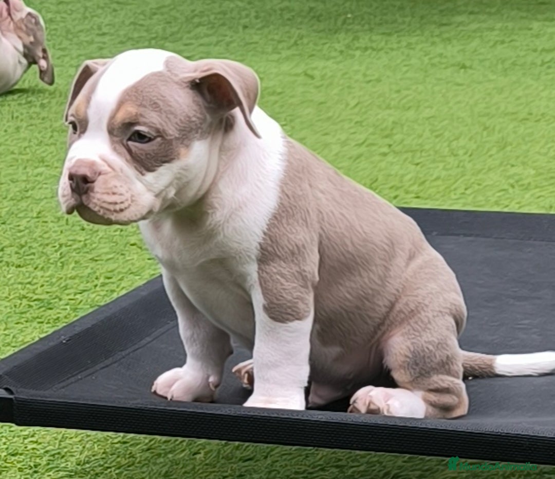 American Bully perros en venta: american bully pocket - Anuncio 2
