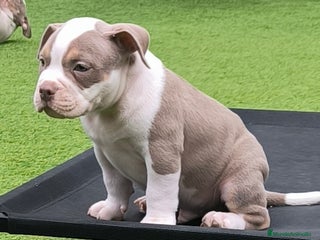 American Bully perros american bully pocket - Anuncio 11