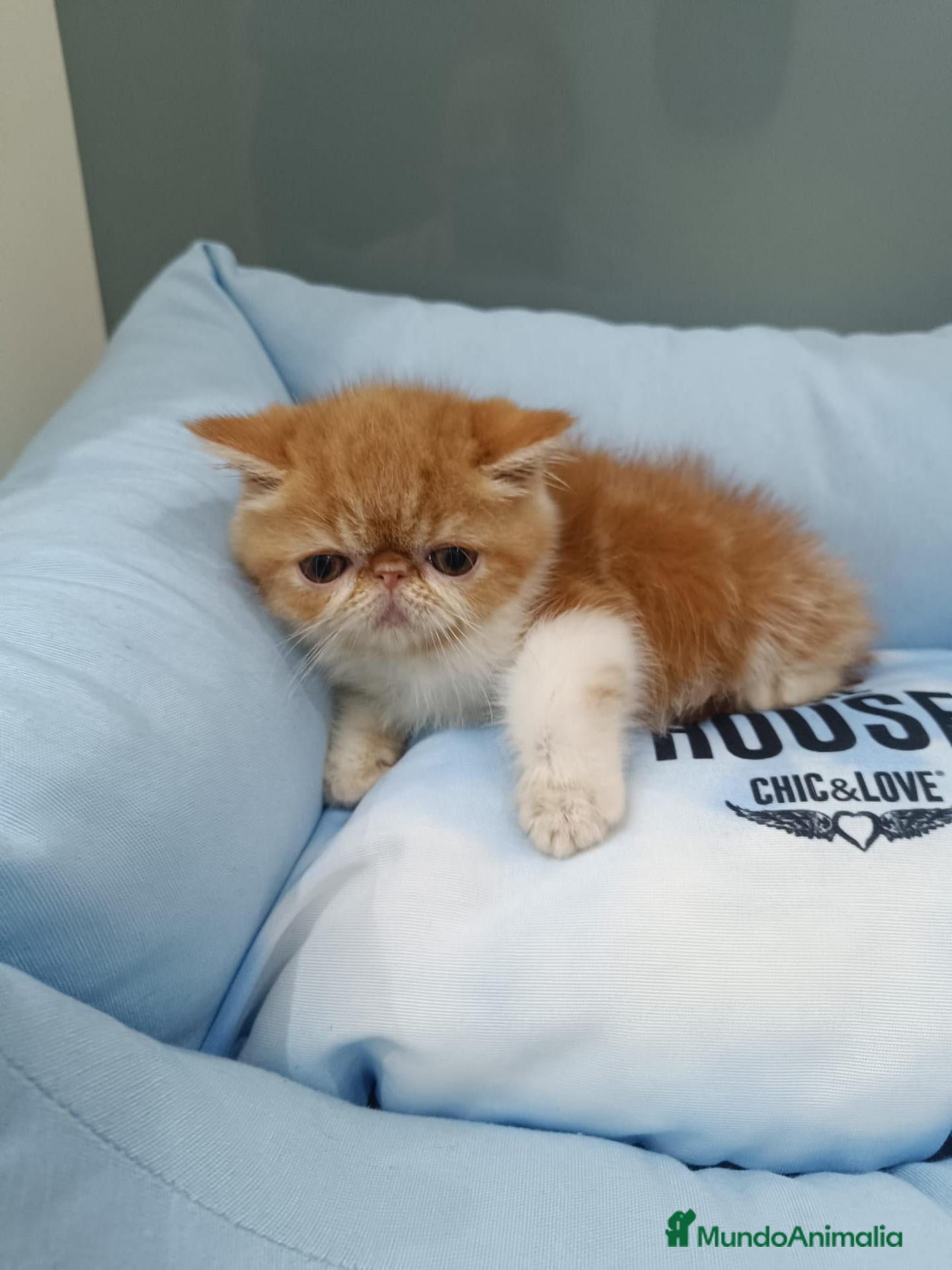 Exótico de Pelo Corto gatos persa exótico  - Anuncio 2