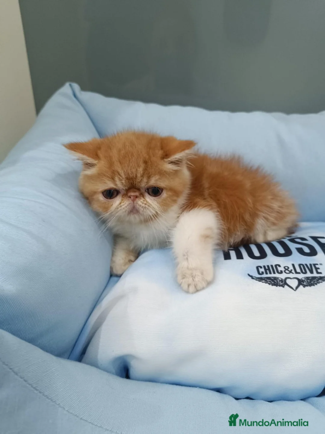 Exótico de Pelo Corto gatos en venta: persa exótico  - Anuncio 1