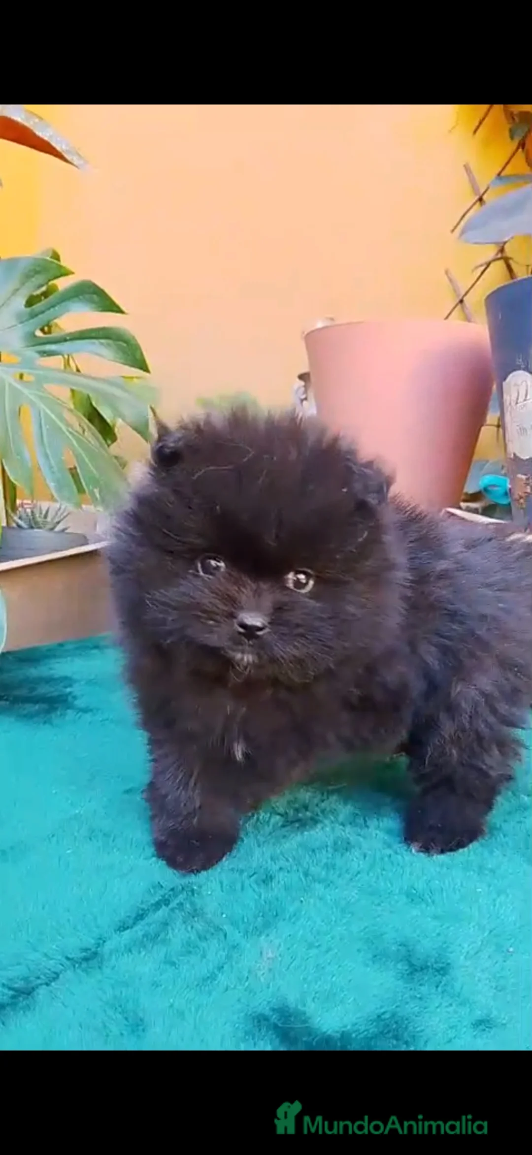 Pomerania perros en venta: Pomerania Toy  - Anuncio 1