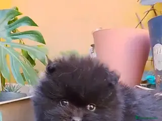 Pomerania perros Pomerania Toy - Anuncio 1