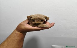 Caniche Enano perros en venta: Caniche toys rojo  - Imagen 3