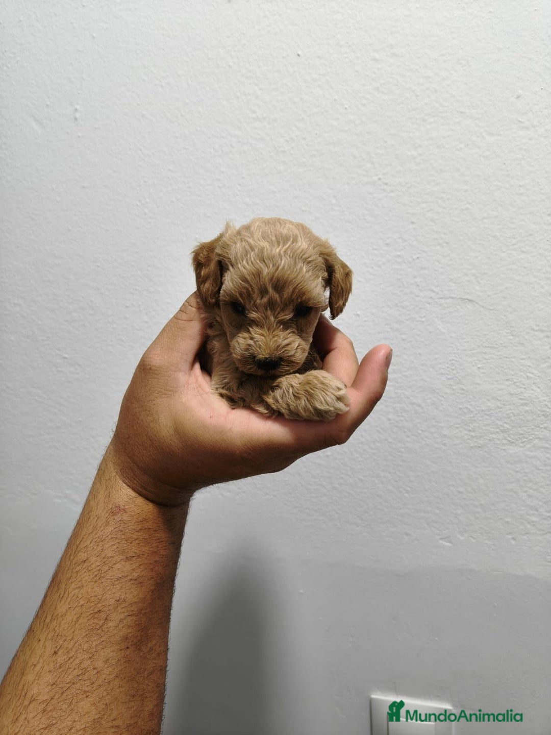 Caniche Enano perros en venta: Caniche toys rojo  - Imagen 3