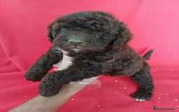 Perro de Agua Español perros en venta: Perro de Agua Español  - Imagen 1