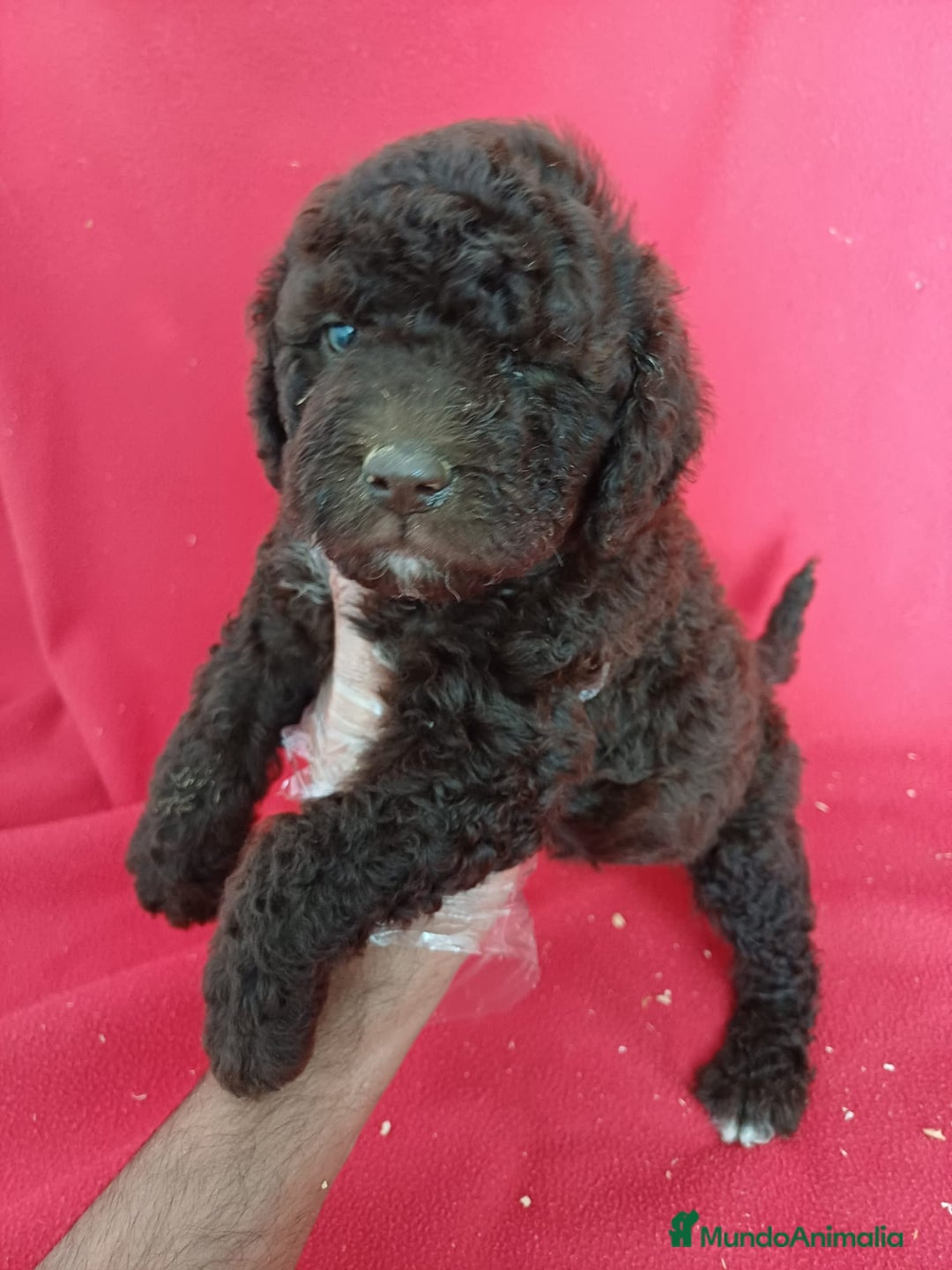 Perro de Agua Español perros en venta: Perro de Agua Español  - Imagen 1