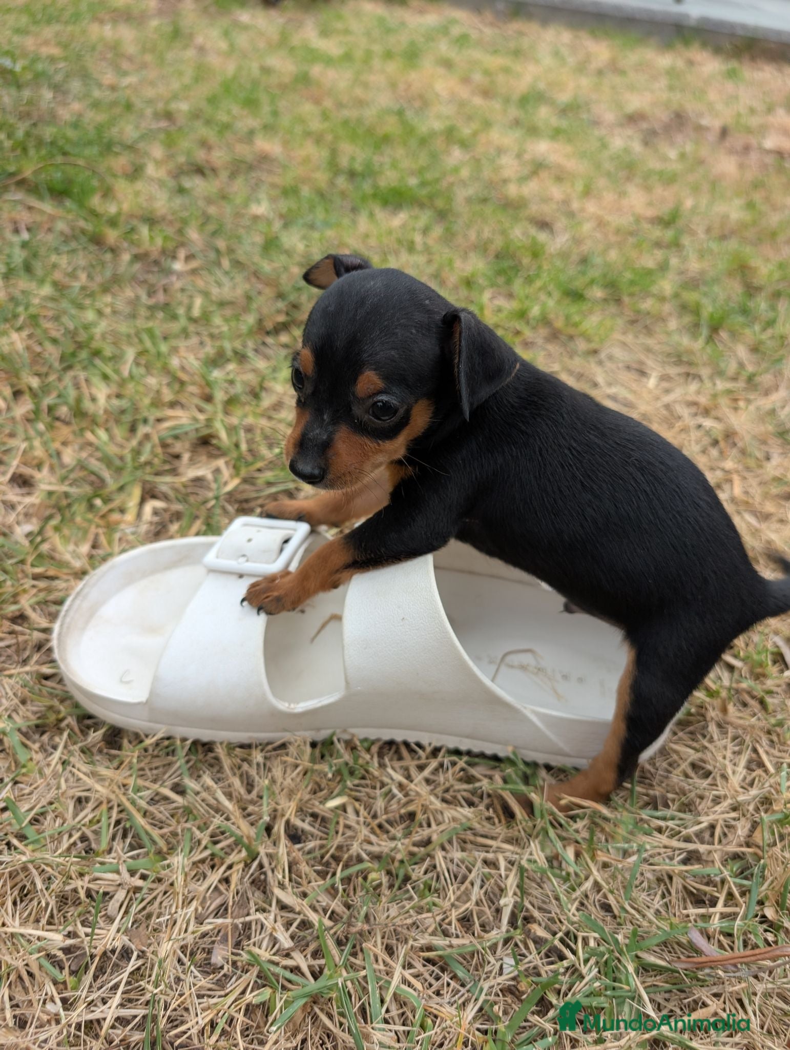 Pinscher Miniatura perros MiniPinscher muy cariñosos 🖤 - Anuncio 8