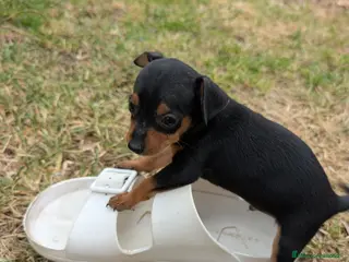 Pinscher Miniatura perros MiniPinscher muy cariñosos 🖤 - Anuncio 8
