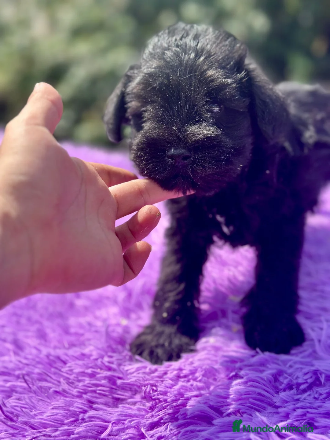 Schnauzer Miniatura perros en venta: Schnauzer miniatura  - Anuncio 6