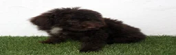 Perro de Agua Español perros en venta: Perro de Agua Español - Anuncio 5