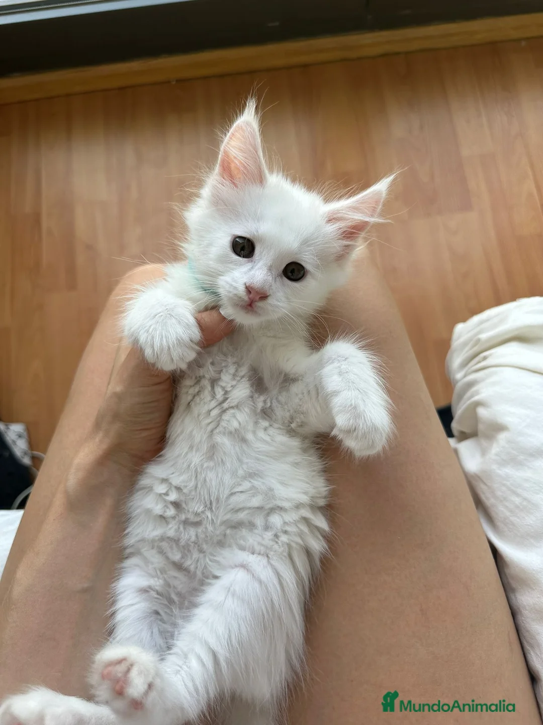 Maine Coon gatos en venta: Adorable Mainecoon macho blanco en Madrid - Anuncio 2