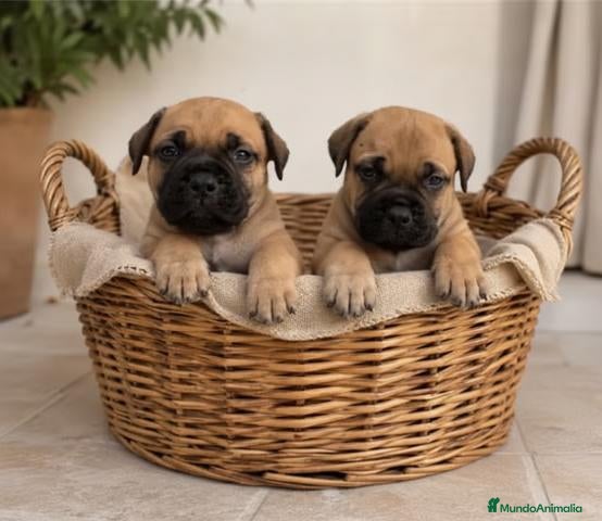 Bullmastiff perros Cachorros de Bullmastiff - Anuncio 1