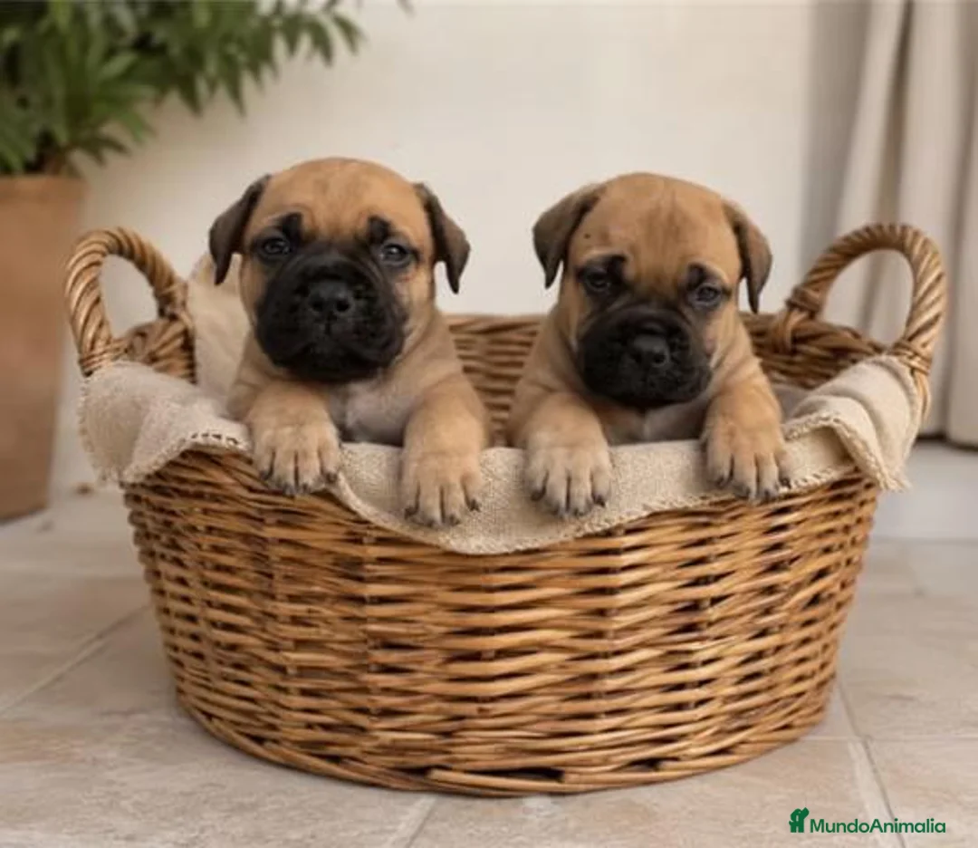 Bullmastiff perros en venta: Cachorros de Bullmastiff - Anuncio 1