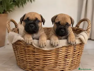 Bullmastiff perros Cachorros de Bullmastiff - Anuncio 1