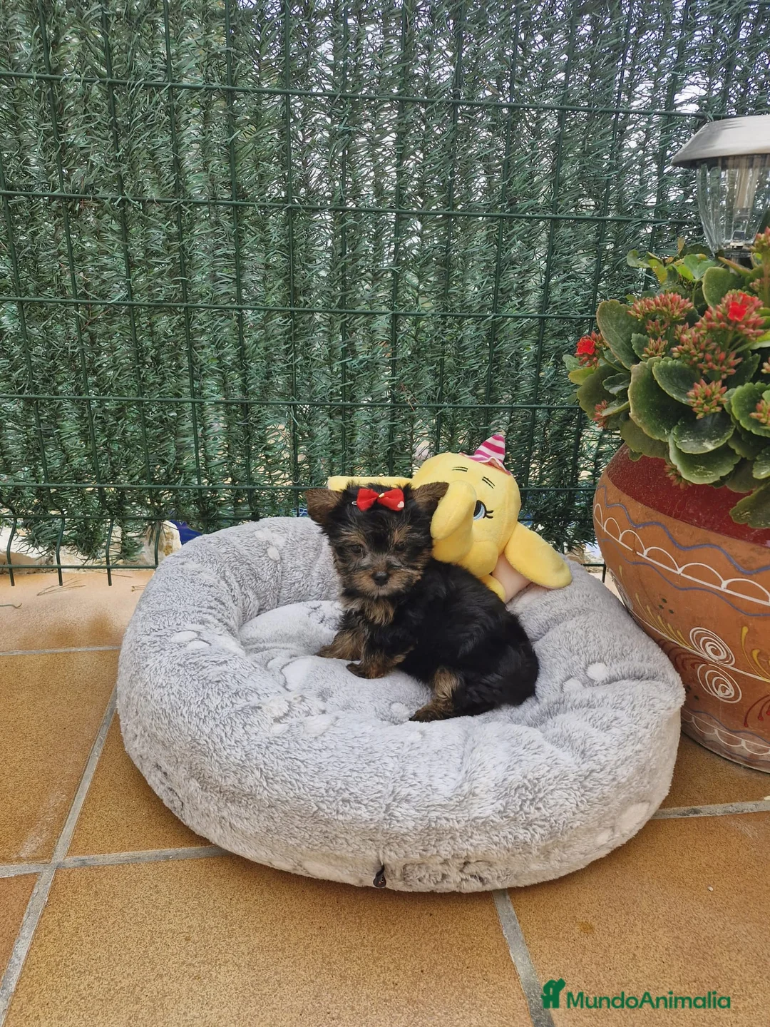 Yorkshire Terrier perros en venta: Yorkshire Terrier preciosos en Barcelona - Anuncio 3
