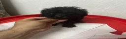 Caniche Toy perros en venta: CANICHE MINI TOYS NEGRO MACHO - Anuncio 1