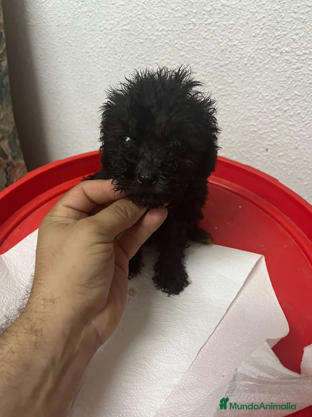Caniche Toy perros en venta: CANICHE MINI TOYS NEGRO MACHO - Anuncio 1
