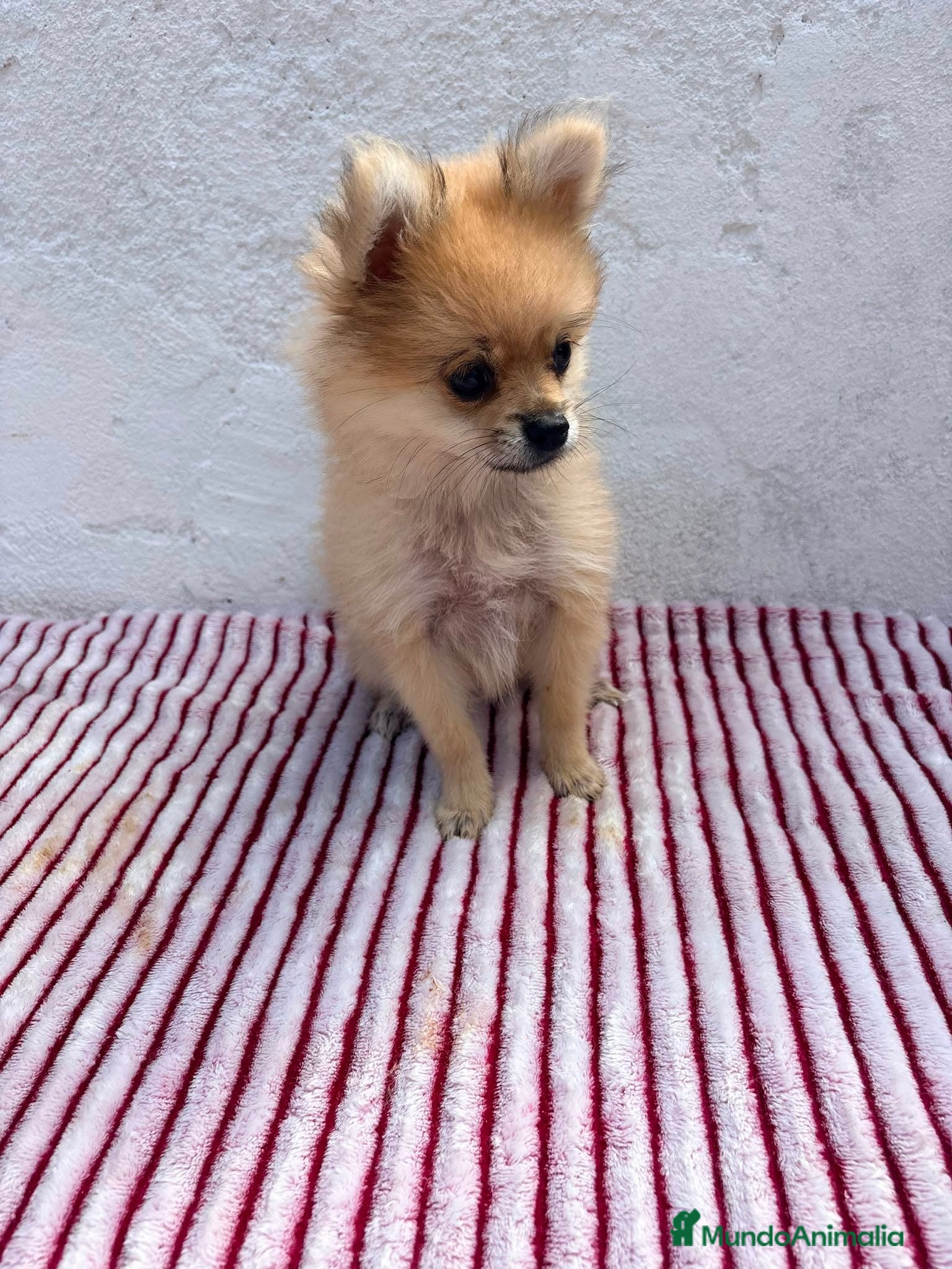 Pomerania perros Pomerania mini toy  - Anuncio 6