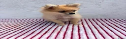 Pomerania perros en venta: Pomerania mini toy  - Anuncio 1