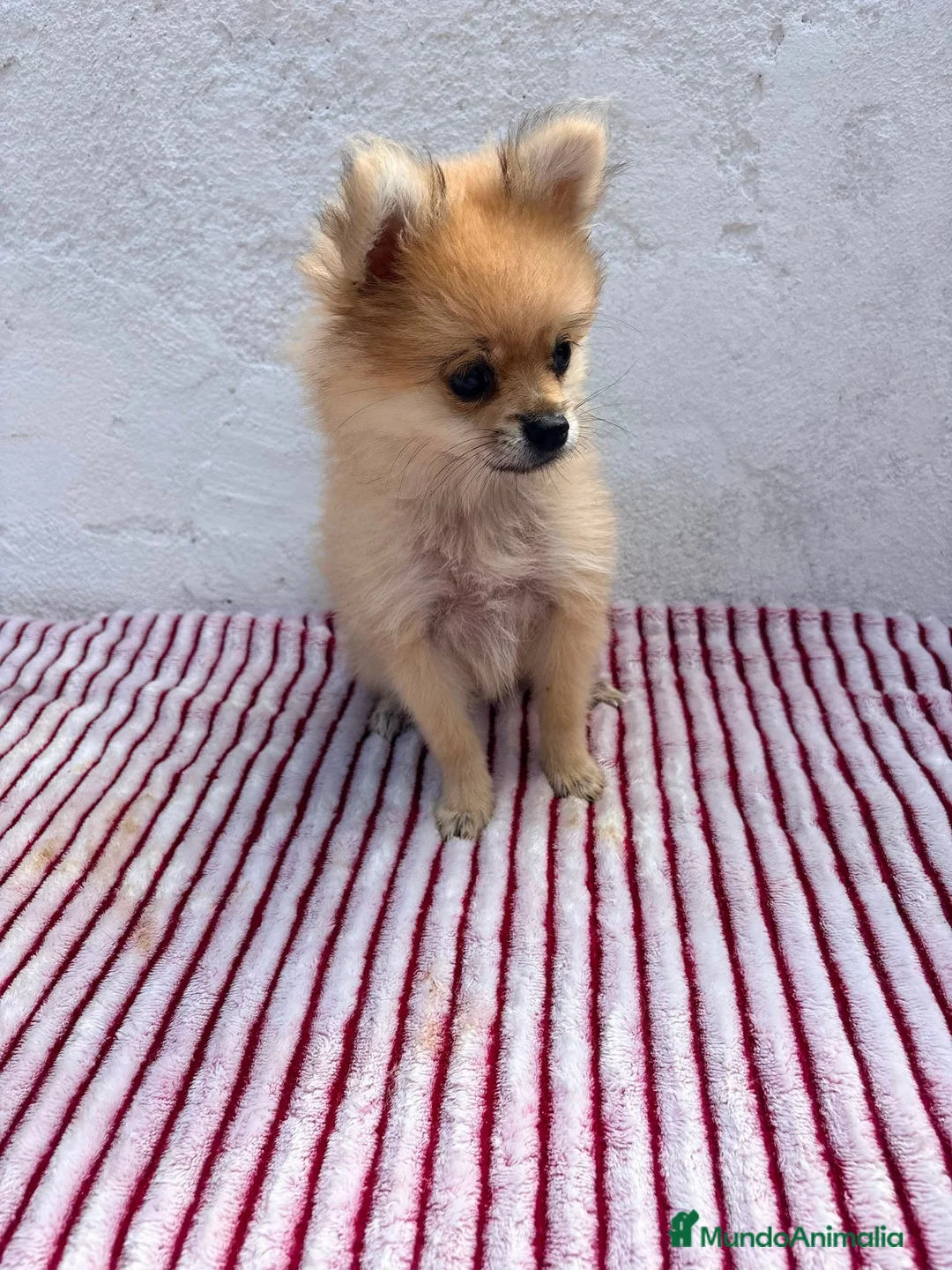 Pomerania perros en venta: Pomerania mini toy  - Anuncio 1