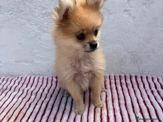 Pomerania perros Pomerania mini toy - Anuncio 2