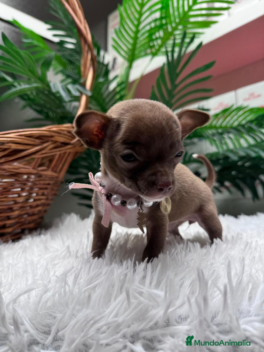 Chihuahua perros en venta: CHIHUAHUA HEMBRA - Anuncio 5