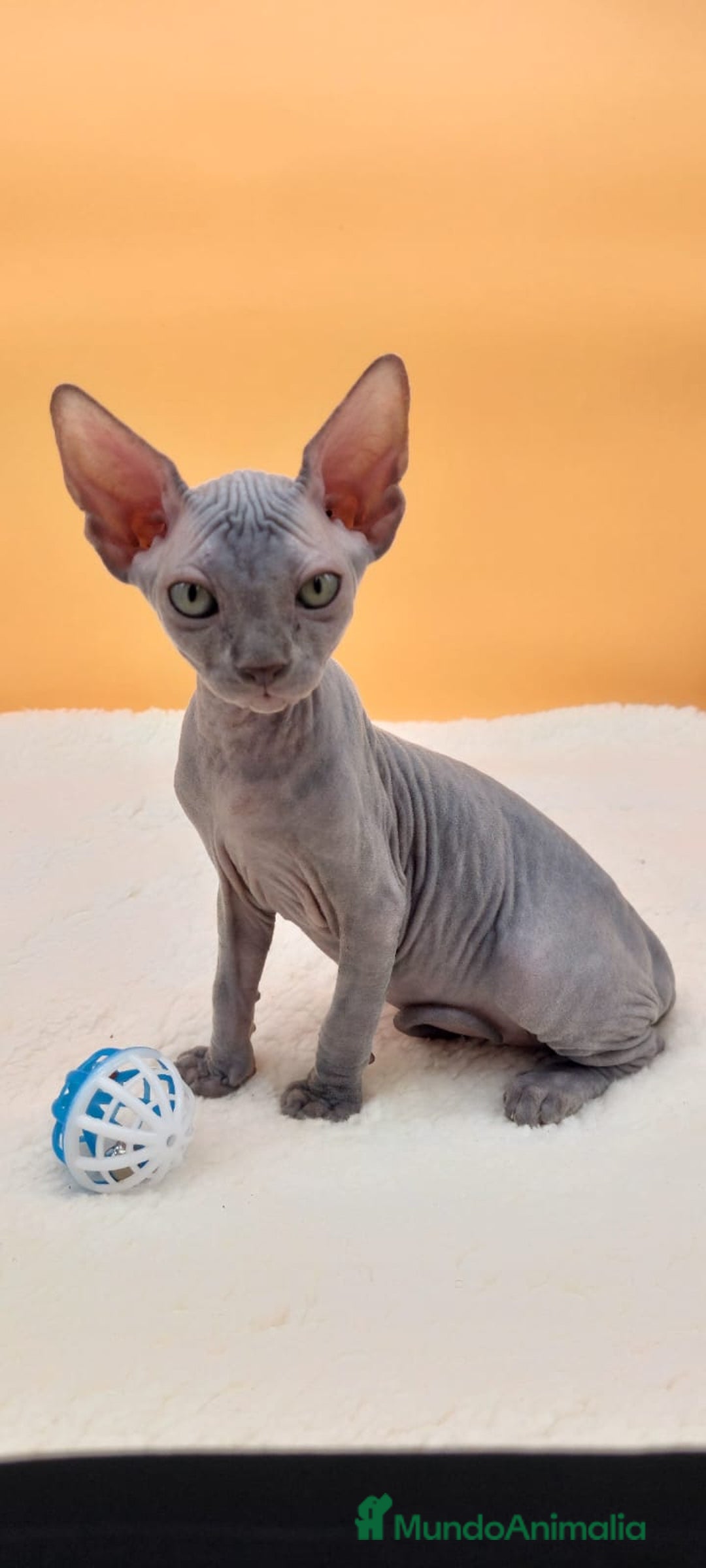 Sphynx gatos en venta: Preciosa hembrita gris - Imagen 7