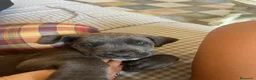 Cane Corso perros en venta: Cane corso  - Anuncio 5