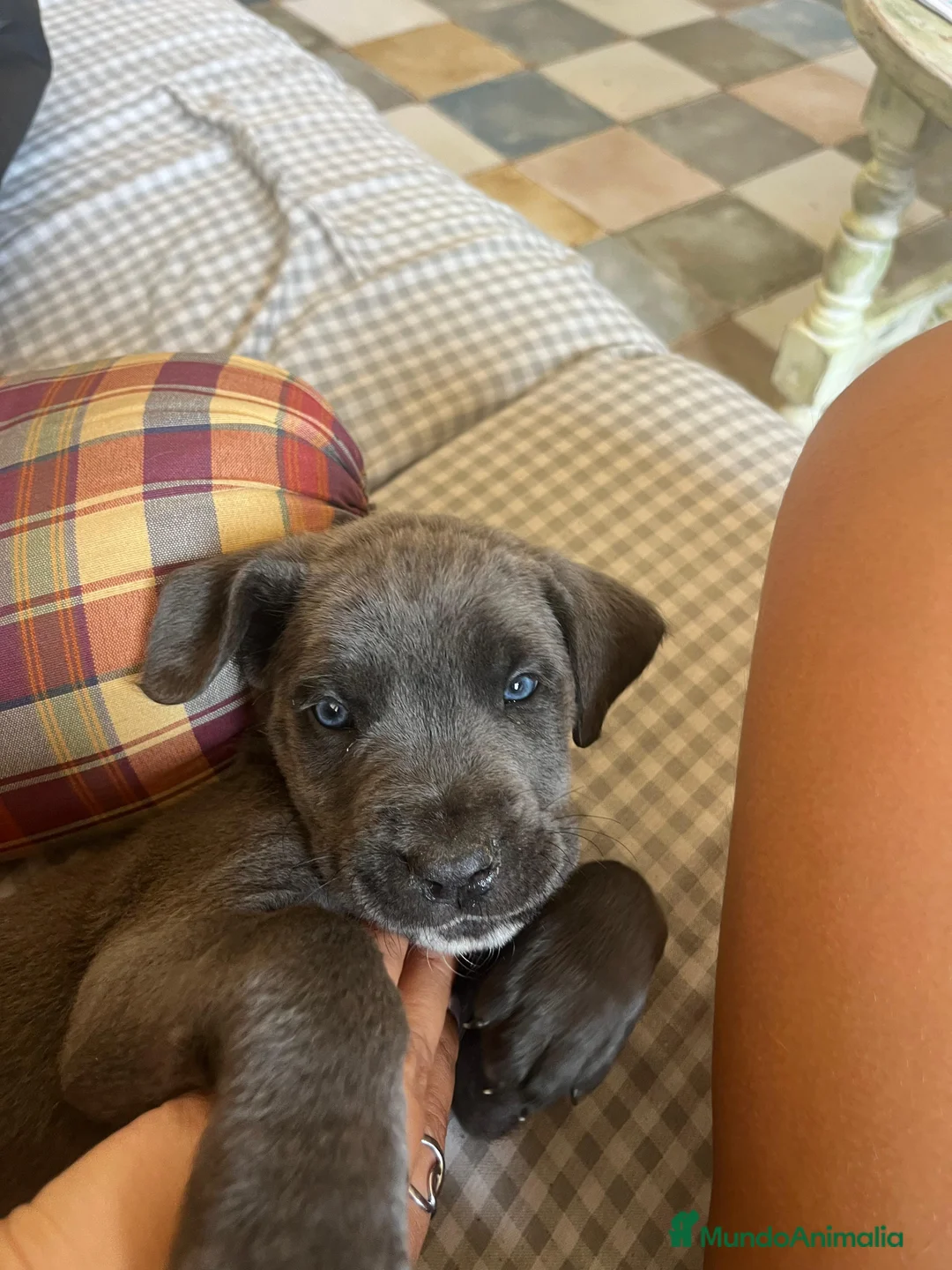 Cane Corso perros en venta: Cane corso  - Anuncio 5