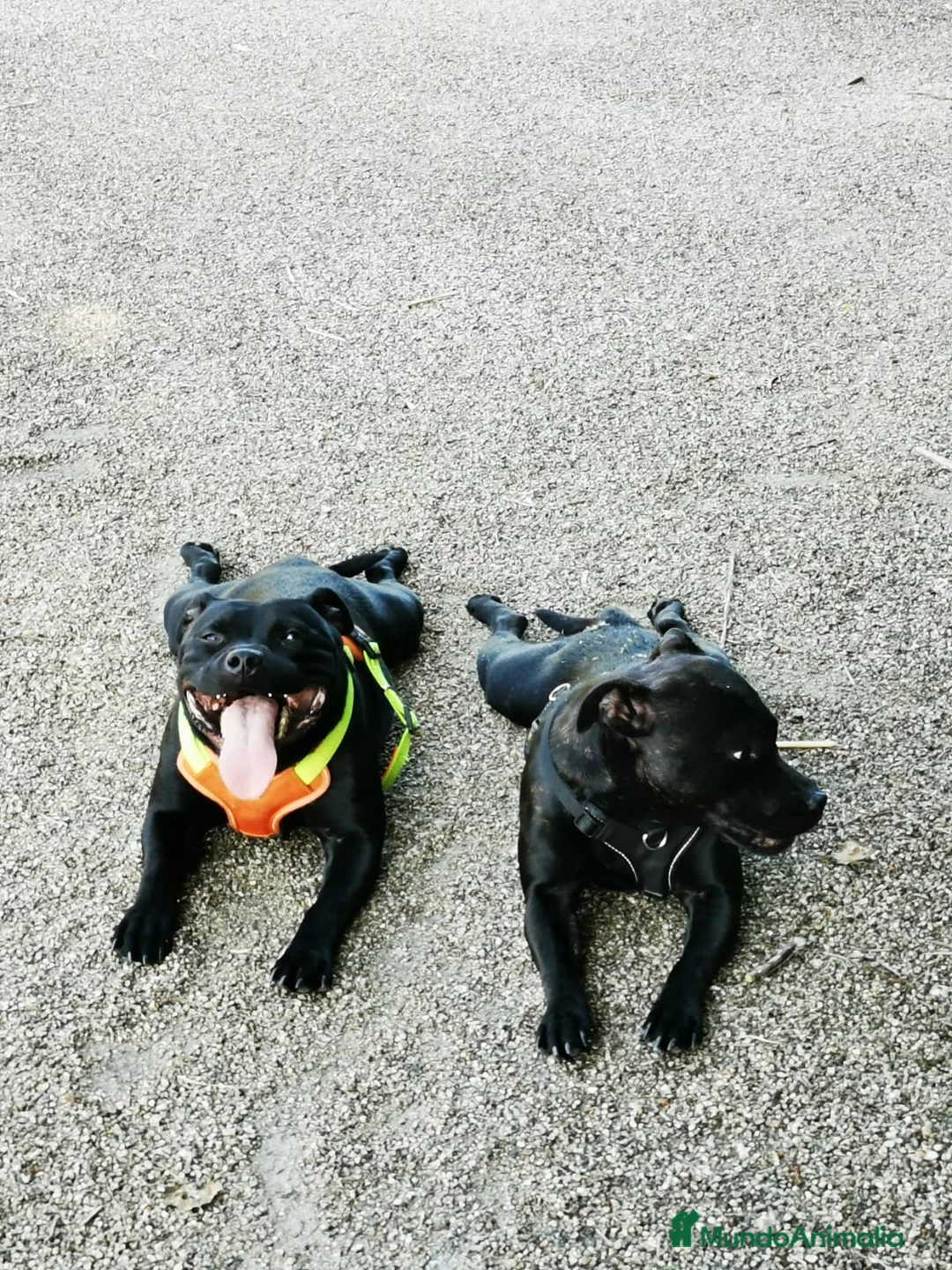 Staffordshire Bull Terrier perros en venta: Cachorros Staffordshire Bull Terrier  - Anuncio 1