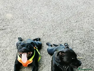 Staffordshire Bull Terrier perros Cachorros Staffordshire Bull Terrier - Anuncio 1